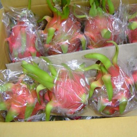 HIGH QUALITY FRESH DRAGON FRUIT HIGH QUALITY FROM VIETNAM