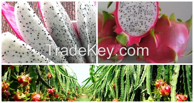 FRESH DRAGON FRUIT FROM VIETNAM COMPETITIVE PRICE
