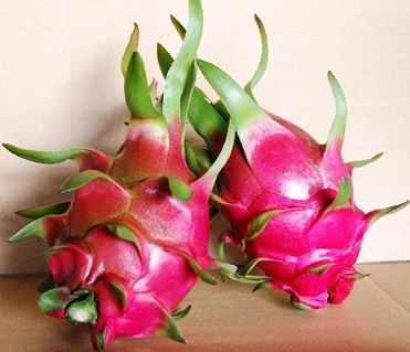 FRESH DRAGON FRUIT HIGH QUALITY FROM VIETNAM