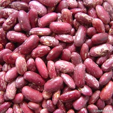 purple speckled kidney beans