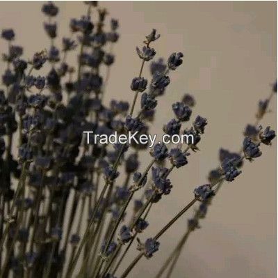 Dried true english lavender lavandula angustifolia