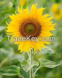 Sunflower oil