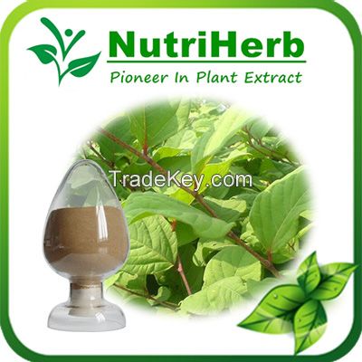 Natural Polygonum Cuspidatum Extract 98% Resveratrol