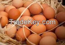 Quality Organic Fresh Chicken Table Eggs & Fertilized Hatching Eggs, White and Brown Eggs