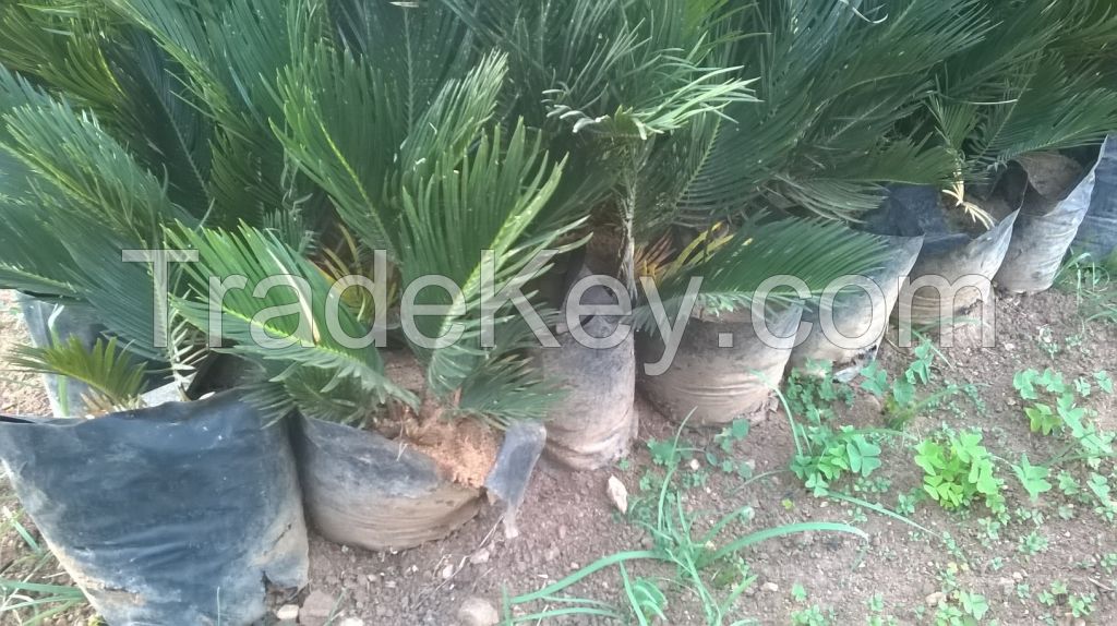 Cycas Revoluta Yellow Tip 