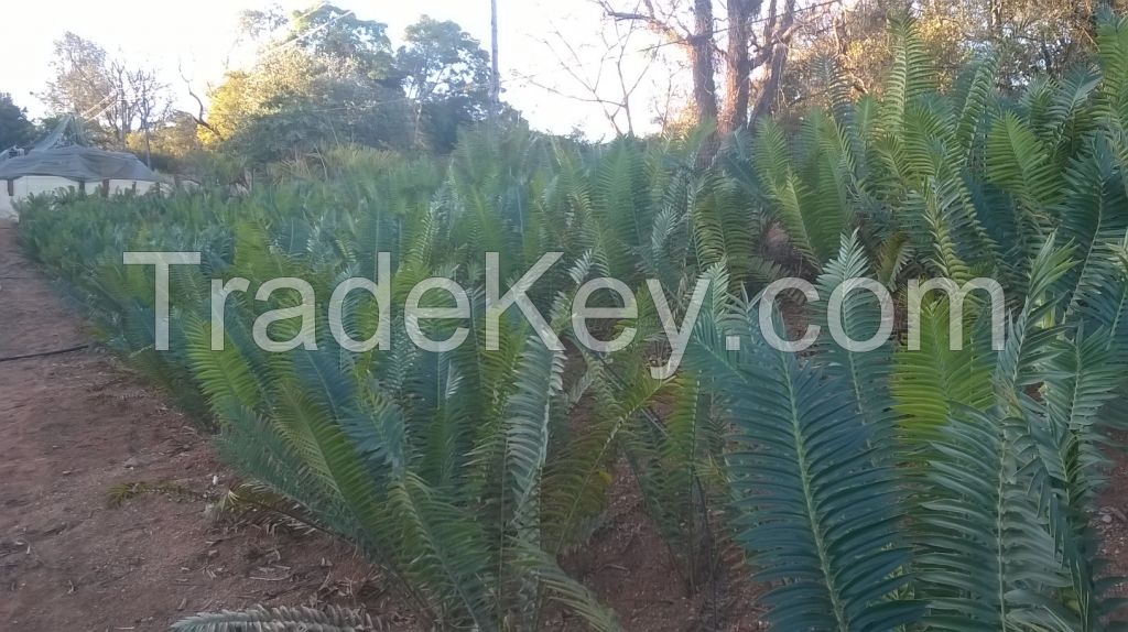 Wood's Cycad