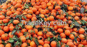 Kinnow Mandarin Oranges