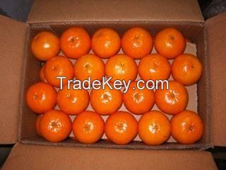 Kinnow Mandarin Oranges