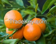 Kinnow Mandarin Oranges