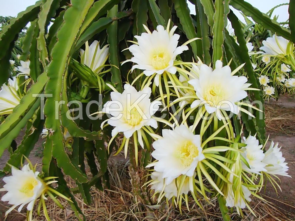 Dragon Fruit(pitatya)Vietnam