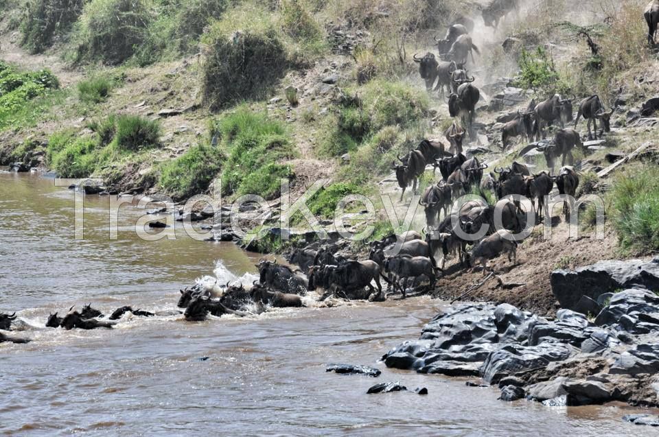 3 Days Kenya Masai Mara Migration