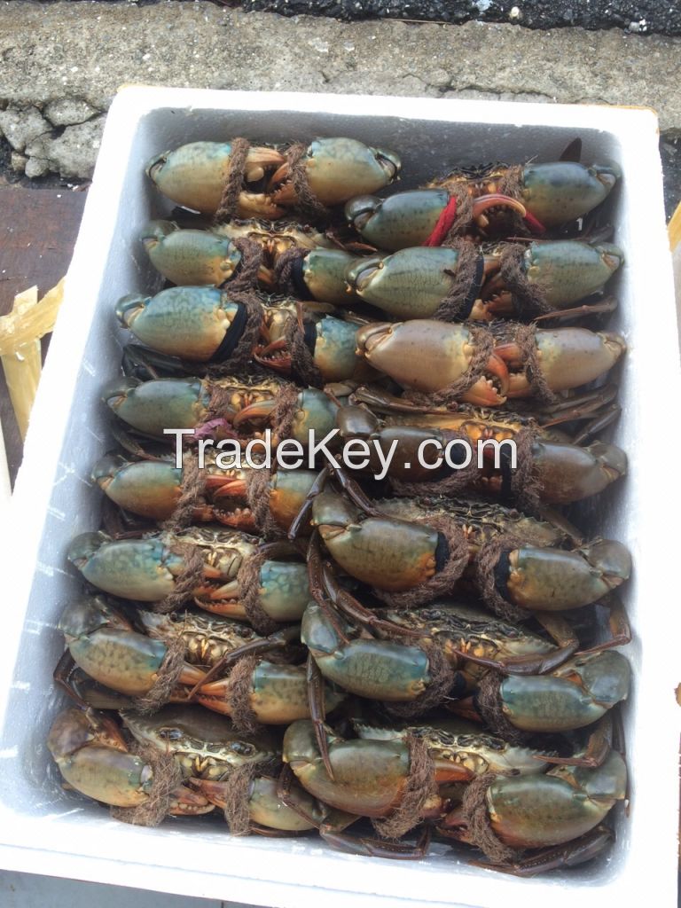 Live Mud crabs