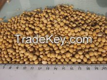 Soybean, green beans, black beans with cheapest price