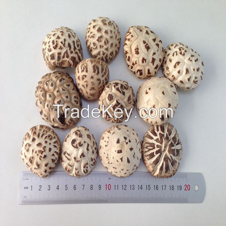 Bulk Dried White Flower Mushroom Whole with Cap 3-4 CM, Stem 1CM