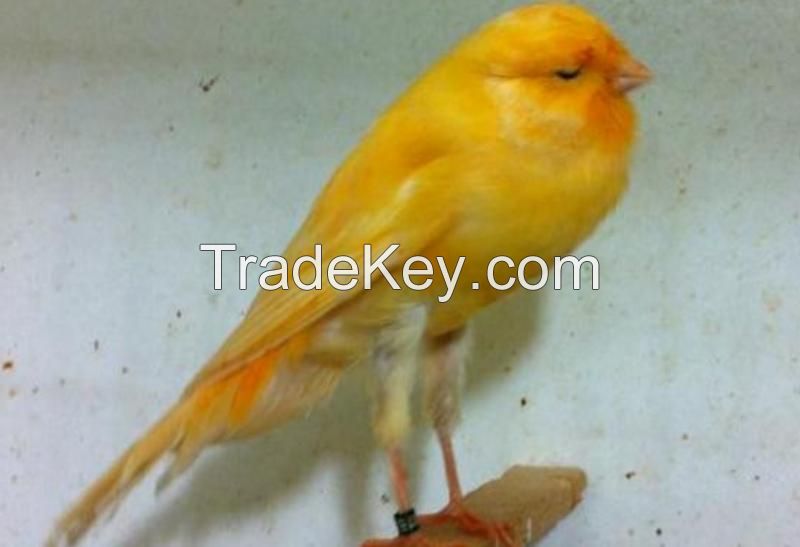 Yorkshire canary,Crested Canary,white,Red and mixed color Canary birds