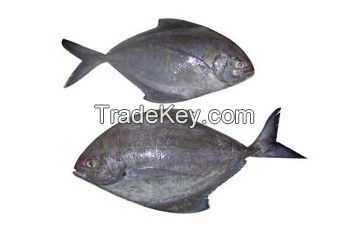 BLACK POMFRET WHOLE WORD