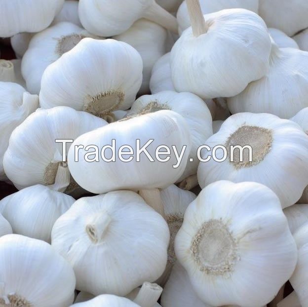 white garlic