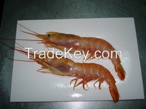 Red Shrimp (pleoticus muelleri)