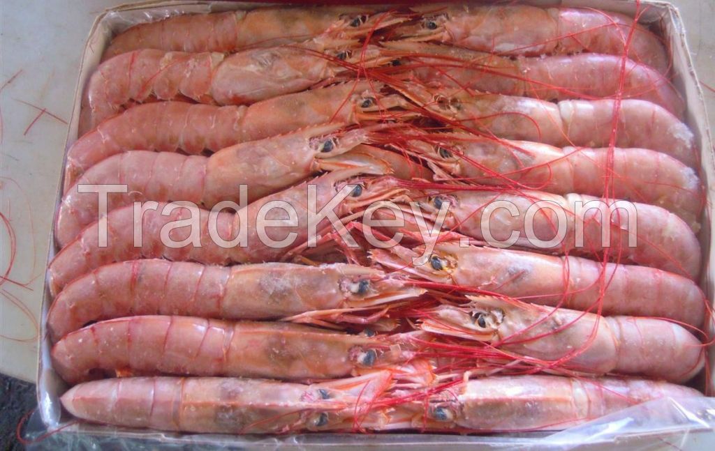 Red Shrimp (pleoticus muelleri)