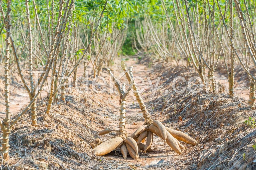 Cassava (Manihot esculenta) Roots