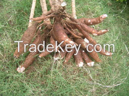 Cassava (Manihot esculenta) Roots