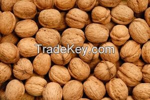 Best Walnuts Available For Sale And Export