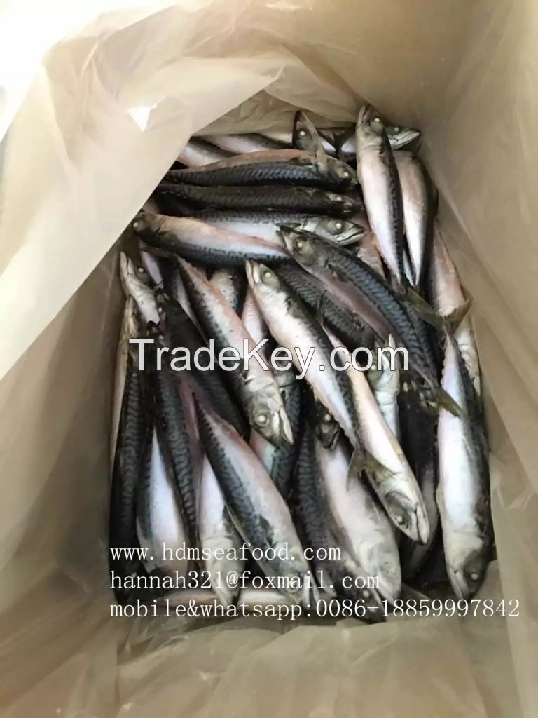 Sea frozen Pacific mackerel whole round fish supplier in China