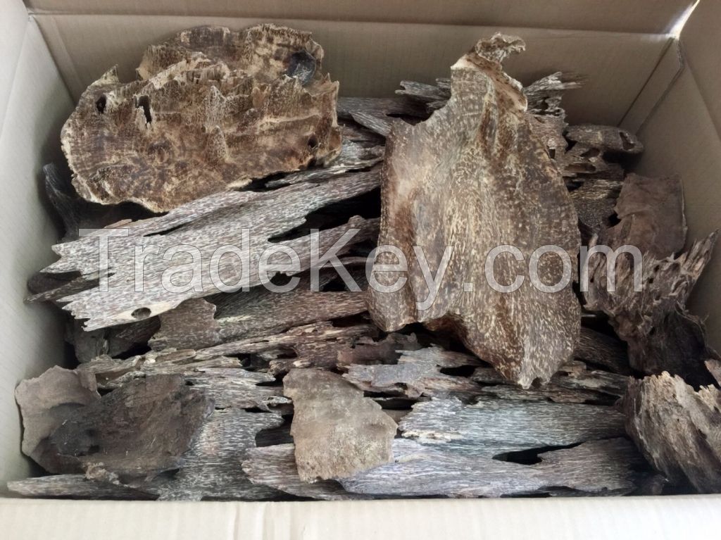 Agarwood chips