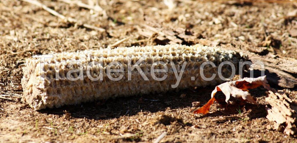 Corn Cob