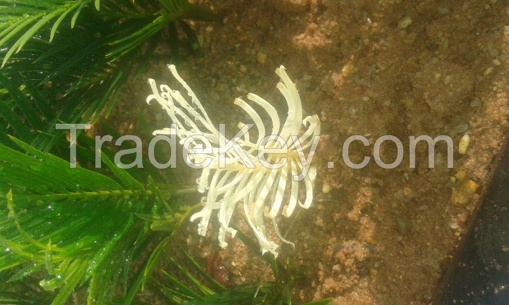 White Tipped Cycads