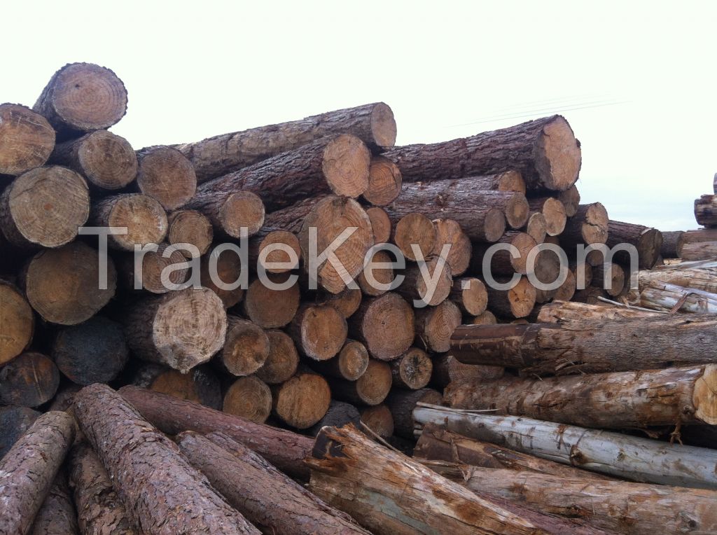 Teak wood, Eucalyptus, Pinus 