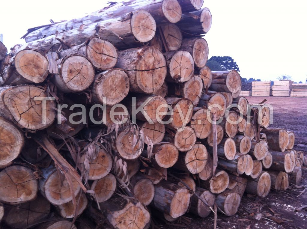 Teak wood, Eucalyptus, Pinus 