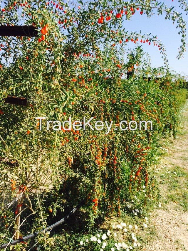 Fresh Organic Goji Berries