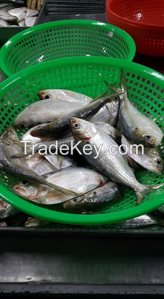 frozen sardines fish whole round