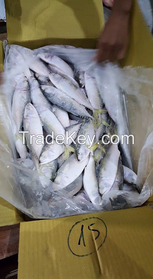 Frozen India mackerel fish