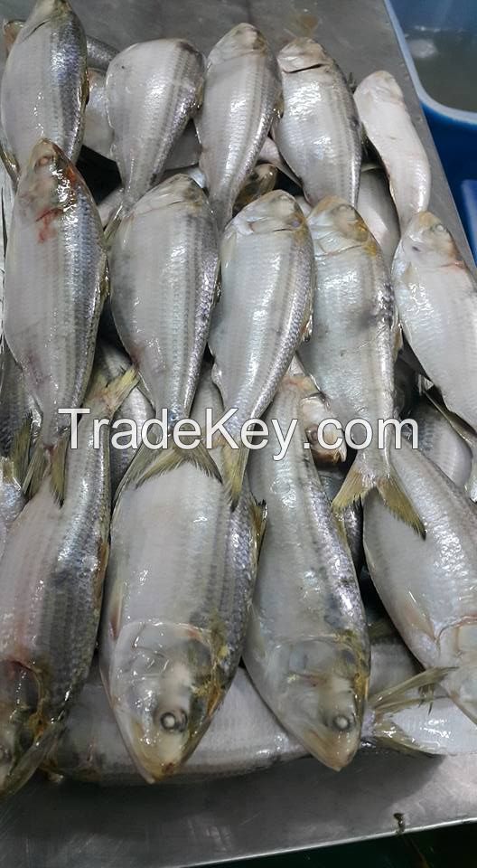 frozen sardines fish whole round