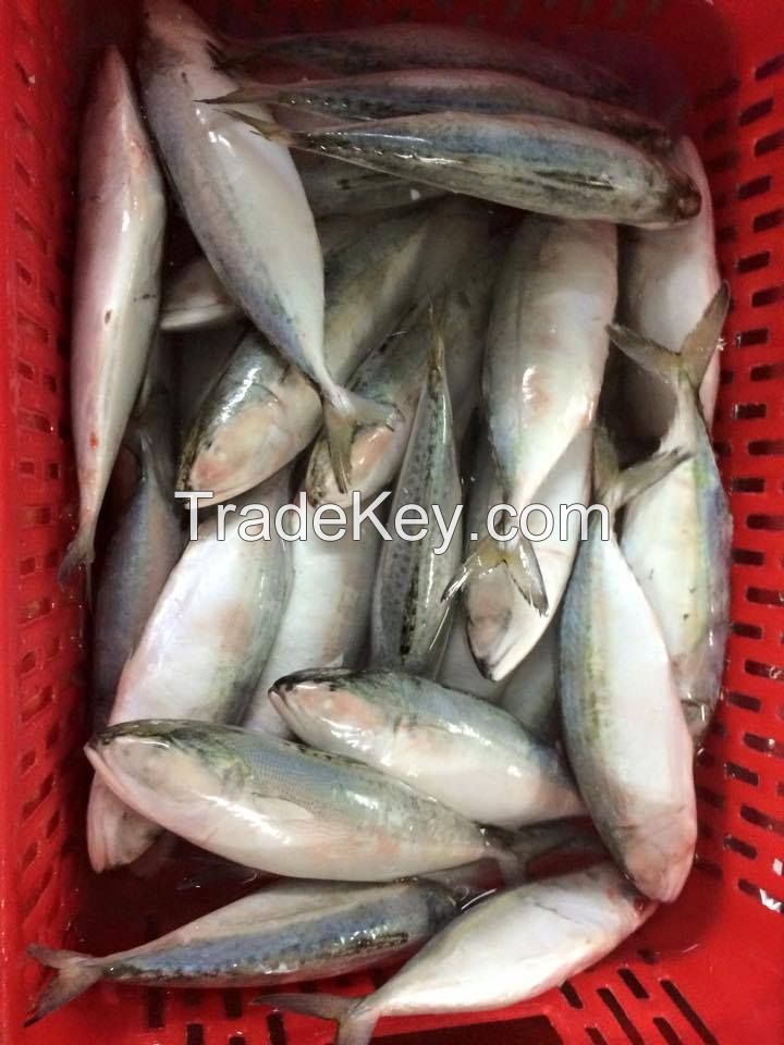 Frozen India mackerel fish