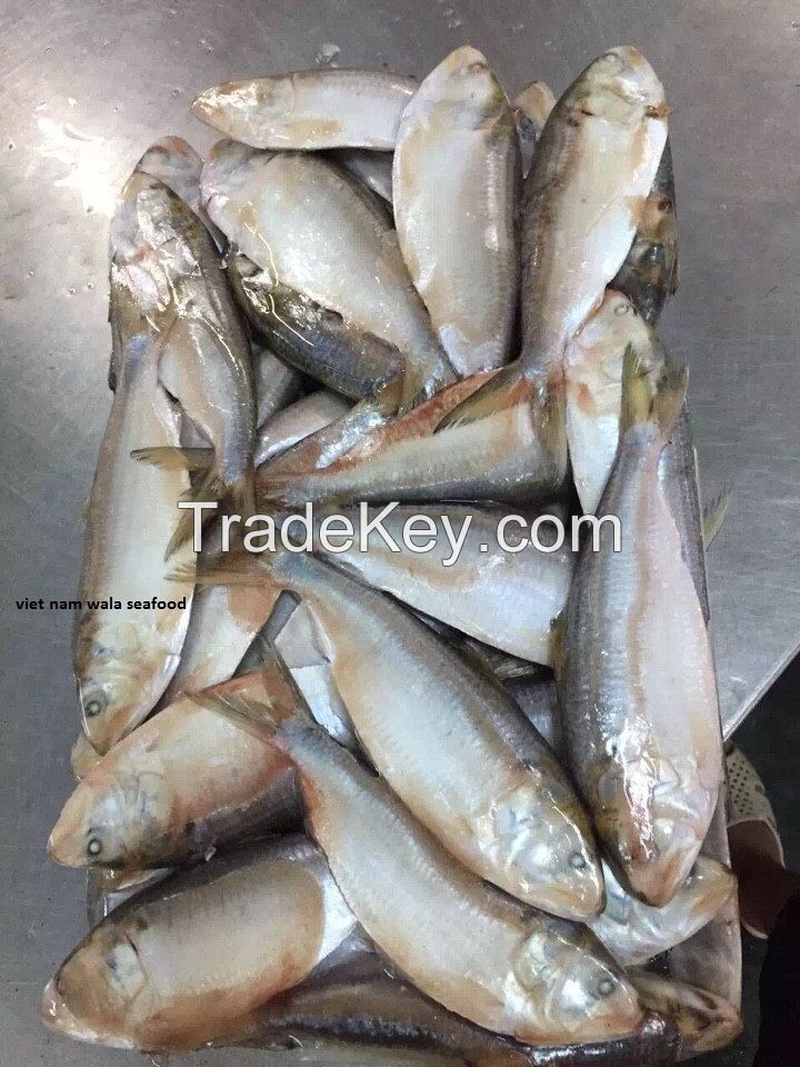 frozen sardines fish whole round