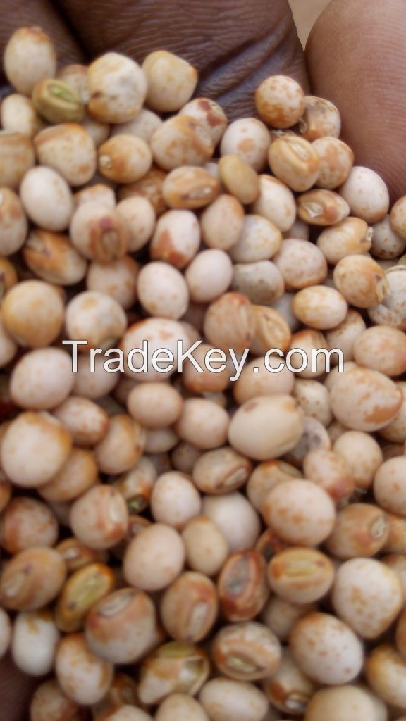 pigeon peas