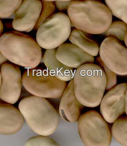 Broad Beans