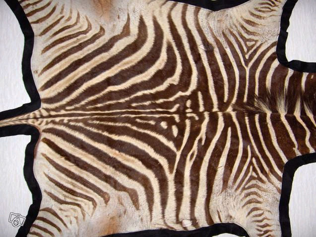 Zebra skin Burchelli