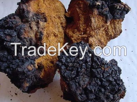  Chaga Mushroom