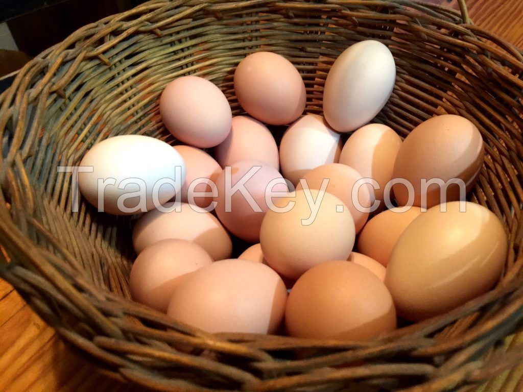 fresh table farm eggs