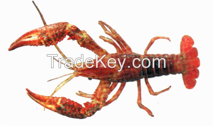 crayfish (shrimps)