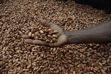 Sun Dried Cocoa Beans