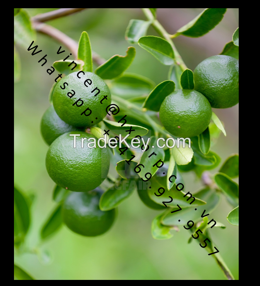 Fresh Seedless limes high Vitamin C from Vietnam (whats app:+84169 927 9557)