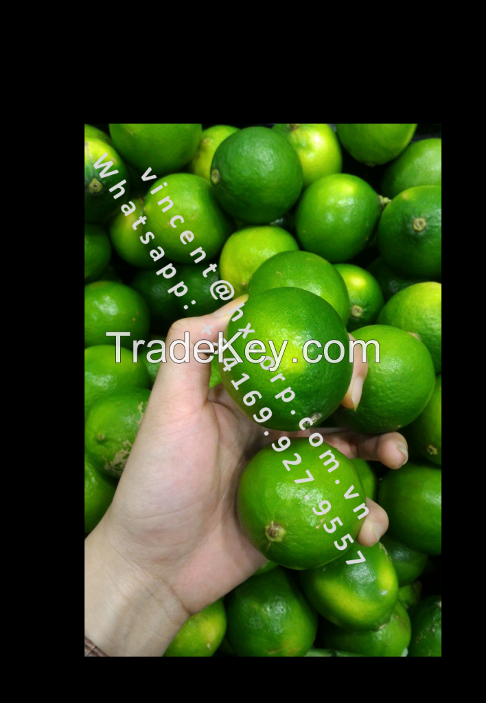 Fresh Seedless limes high Vitamin C from Vietnam (whats app:+84169 927 9557)