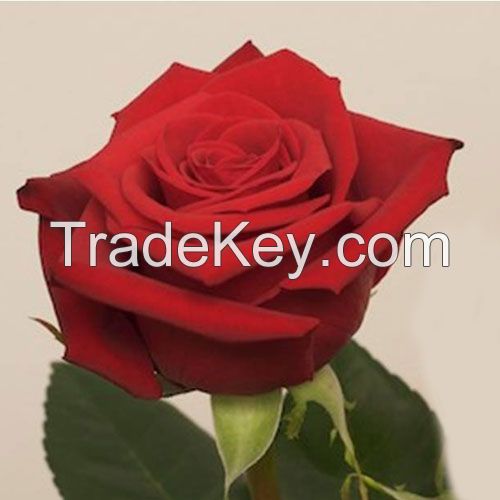 Buy Wholesale Garden Roses 