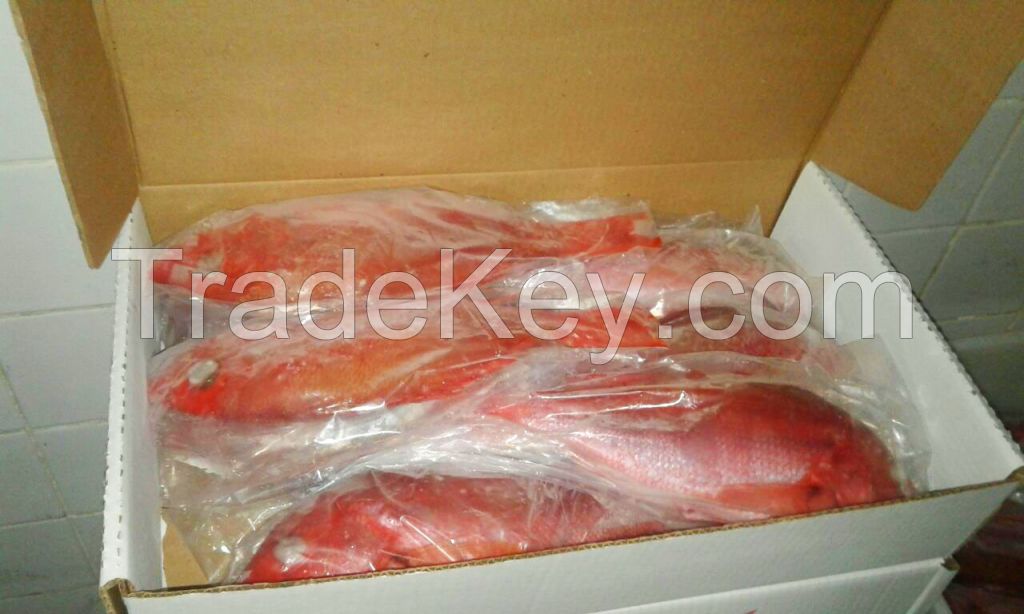 Pargo Red Snapper