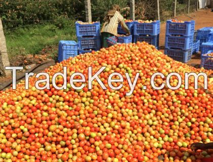 Farm Fresh Tomato